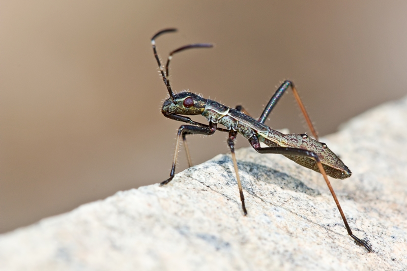 Alydidae: Micrelytra fossularum di malta